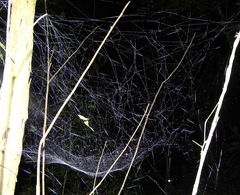 Nihonhimea tesselata