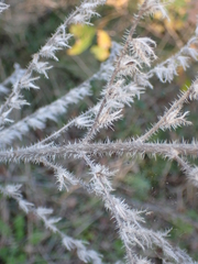 Echium italicum
