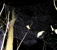 Nihonhimea tesselata