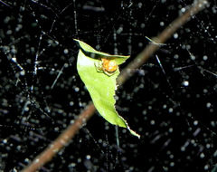 Nihonhimea tesselata