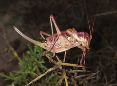 Ephippigerida areolaria