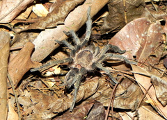Plesiopelma