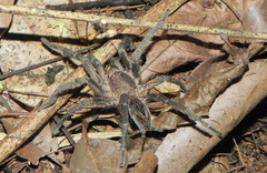 Plesiopelma