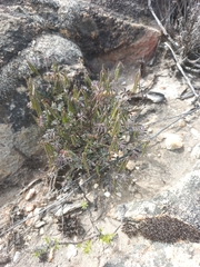 Indigofera cerasiflora