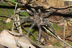 Plesiopelma