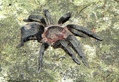 Plesiopelma