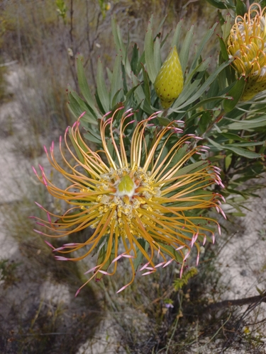 Leucospermum catherinae, photograph 5
