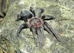 Plesiopelma