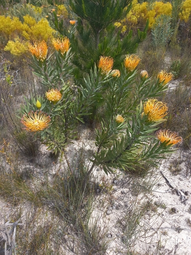 Leucospermum catherinae, photograph 6