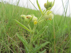 Hermannia grandistipula