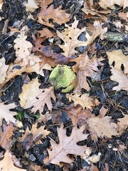 Scleroderma citrinum