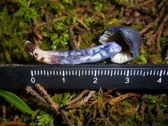 Nitida