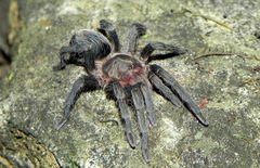 Plesiopelma