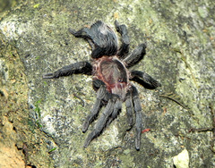 Plesiopelma
