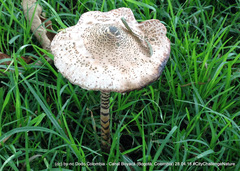 Macrolepiota colombiana