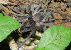 Plesiopelma