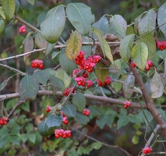 Euonymus atropurpureus atropurpureus