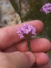 Lachnaea globulifera incana