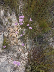 Lachnaea globulifera incana