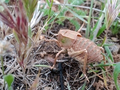 Pycnogaster graellsii