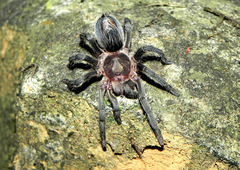 Plesiopelma