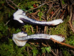 Nitida