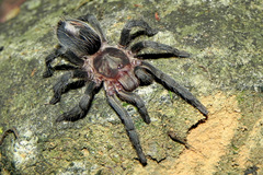 Plesiopelma