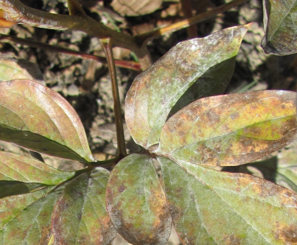 peony-powdery-mildew-in-november-2021-by-chuck-thomas-observed-on