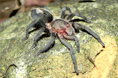 Plesiopelma