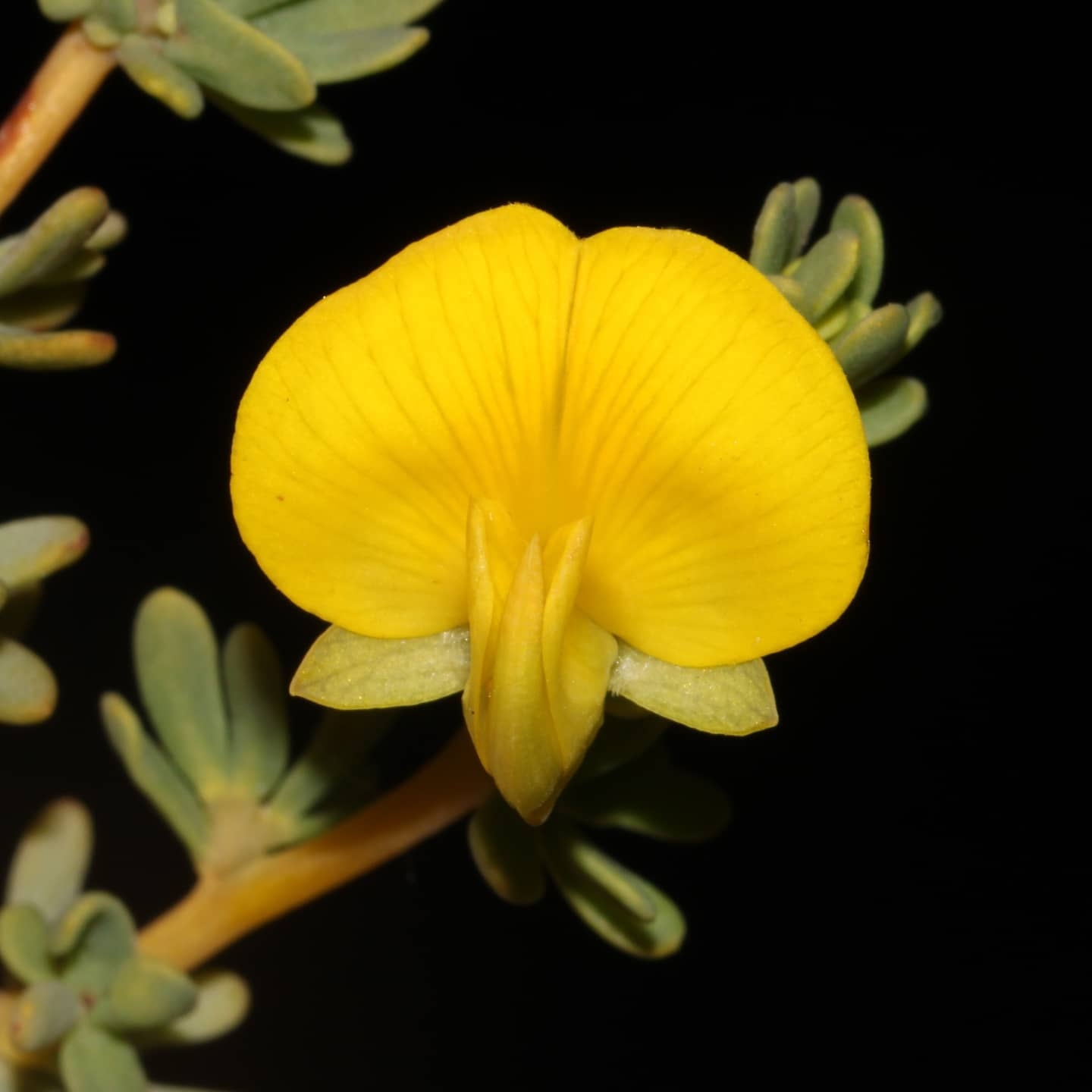 Fabaceae