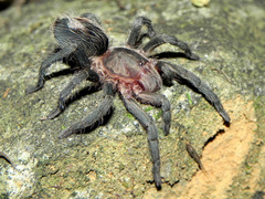 Plesiopelma