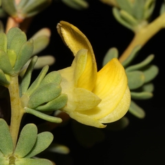 Aspalathus sulphurea