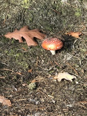Amanita muscaria