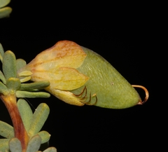 Aspalathus sulphurea