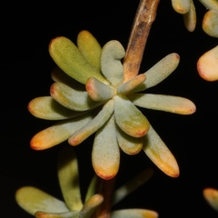 Aspalathus sulphurea