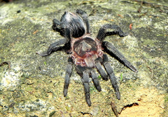 Plesiopelma