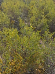 Aspalathus sulphurea