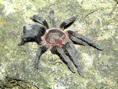 Plesiopelma