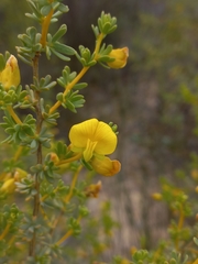 Aspalathus sulphurea