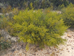 Aspalathus sulphurea