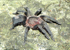Plesiopelma