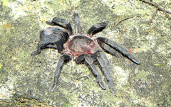 Plesiopelma