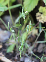 Bromus briziformis