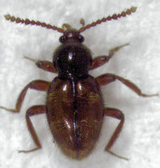 Camiarites convexus
