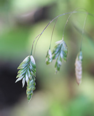 Bromus briziformis