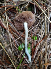 Stropharia pseudocyanea