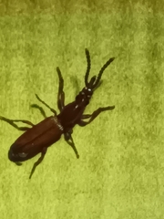 Amorphocephalina