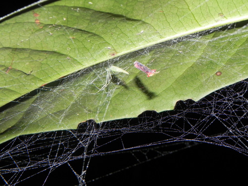 Synotaxus longicaudatus