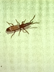 Amorphocephalina