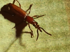 Amorphocephalina